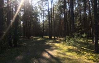 Wald