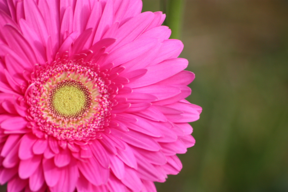 Blume