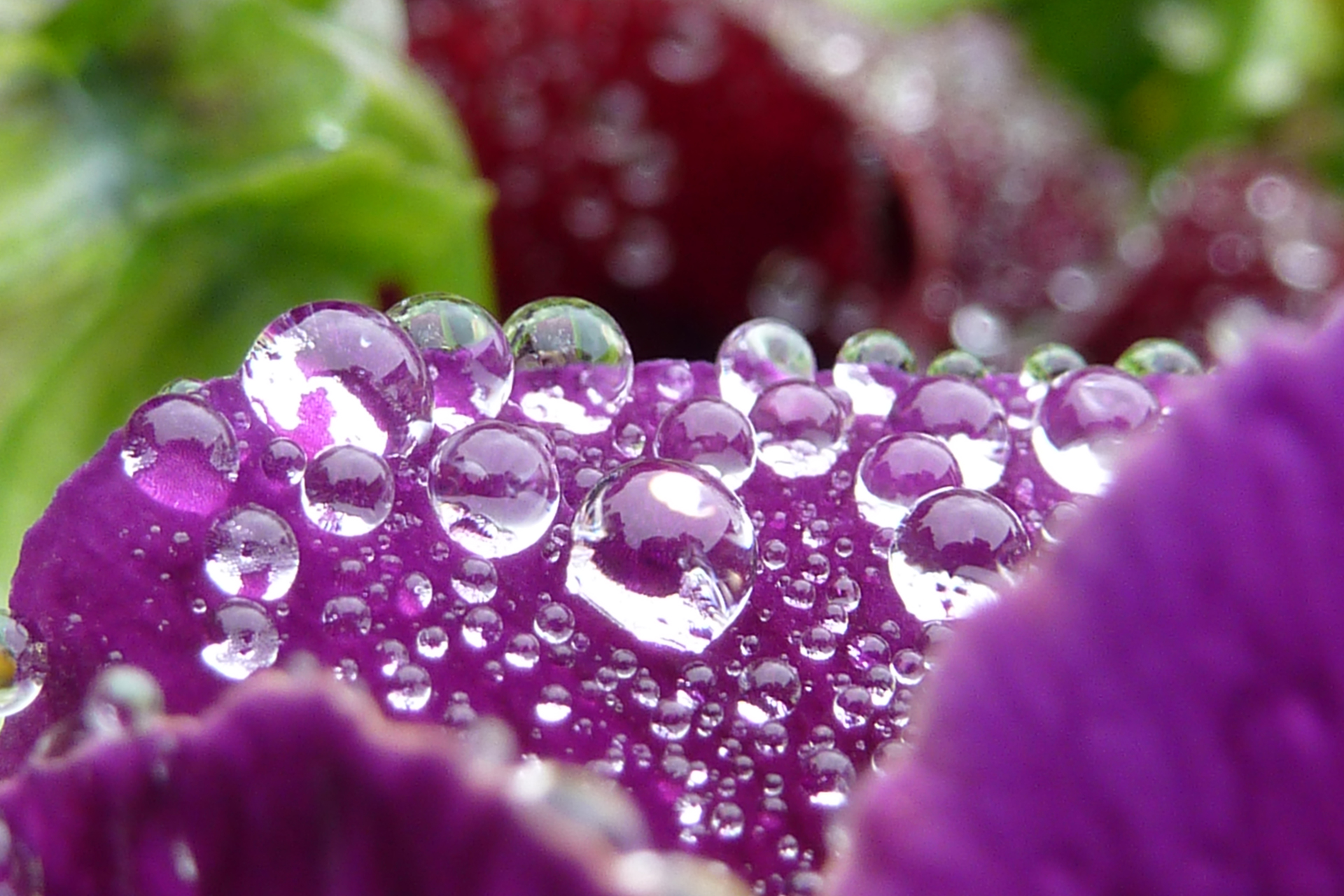 hochsensibilitaet-tropfen Wassertropfen auf Blume