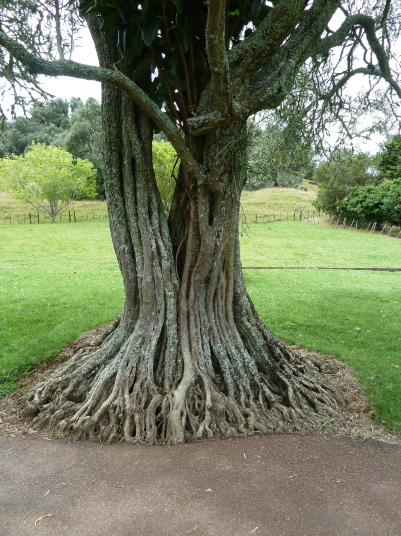 Baum mit vielen Wurzeln